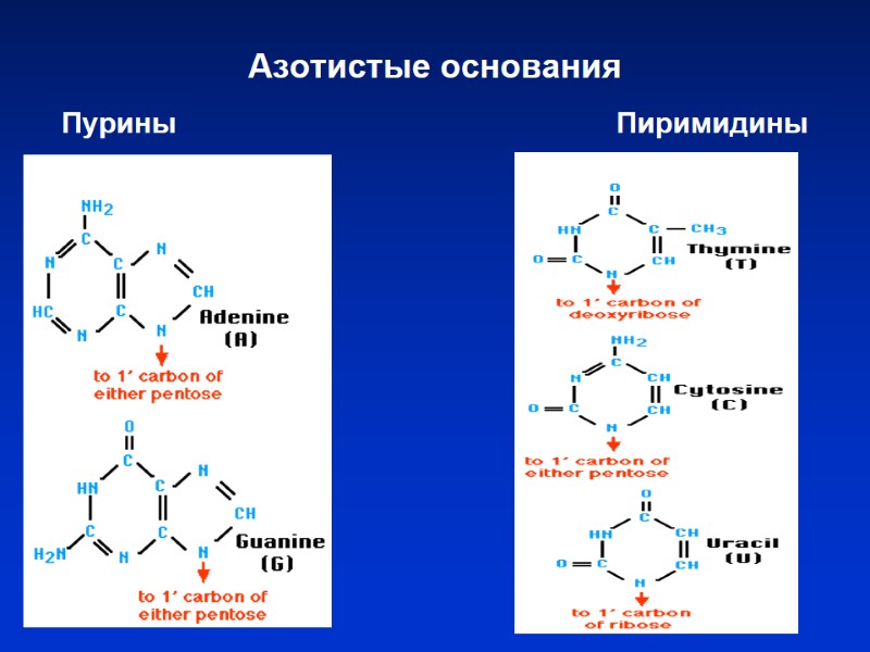Азотистые основания Пурины Азотистые основания Пурины